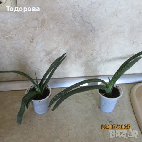 стайни цветя, снимка 2 - Стайни растения - 50959976