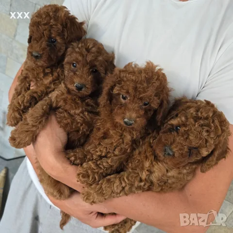 той пудели - момчета и момичета , снимка 3 - Пудели - 55729201