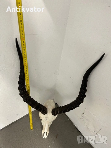 Трофей от африканска импала, снимка 5 - Декорация за дома - 54345812