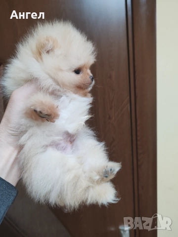 Померан, снимка 9 - Померан - 52946732