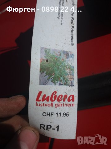 Мини джуджевидна  - Саксийна Малина , Къпина и жълта Малина , снимка 5 - Градински цветя и растения - 29861137