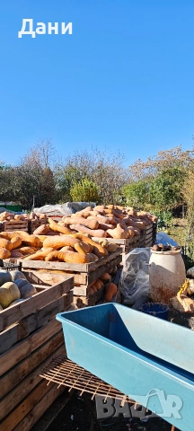 Продавам семе за тикви Цигулки , снимка 3 - Сортови семена и луковици - 54278872