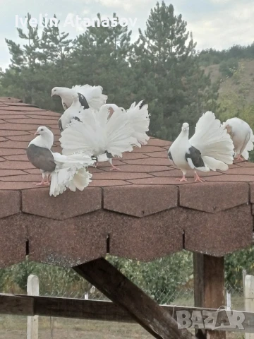 Фенерлии, снимка 4 - Гълъби - 50673891