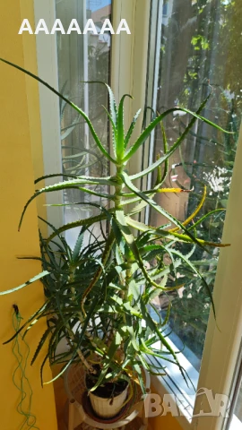 АЛОЕ АРБОРЕСЦЕНС, снимка 3 - Градински цветя и растения - 51236313