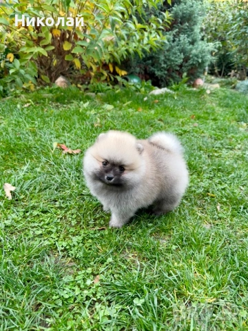 Померан мини момче. Померанче, снимка 2 - Померан - 52355137