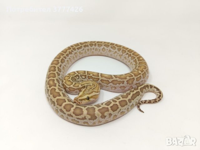 Бирмански Питон / Python bivittatus, снимка 2 - Змии - 44256202