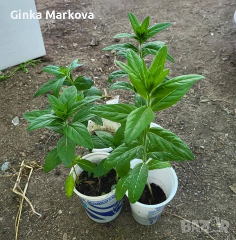 Жълта Енотера - 1.20 евро, снимка 2 - Градински цветя и растения - 54338180