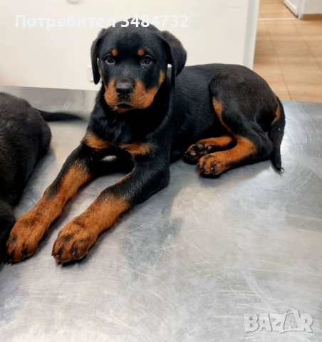 Мъжко ротвайлерче, снимка 2 - Ротвайлер - 52564732