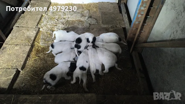 английски сетер, снимка 3 - Английски сетери - 56509985