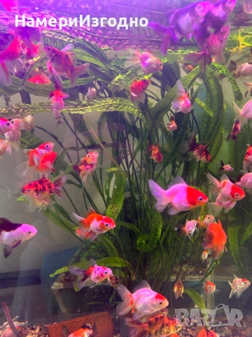 Златни Оранди, снимка 2 - Рибки - 52670468