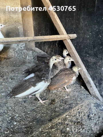 Млади Индийски Пауни, снимка 6 - други­ - 56438342