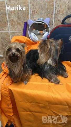 Мини йоркширски териер за разплод, снимка 7 - Йоркширски териер - 49793325