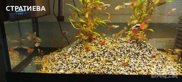 Гупи отглеждани в домашни условия., снимка 9 - Рибки - 50004944