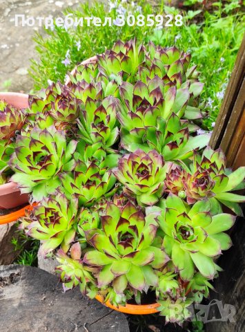 Скуленти за алпинеум различни видове., снимка 3 - Градински цветя и растения - 40676961