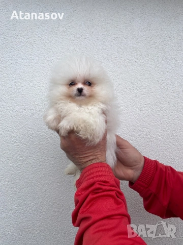 Померан Померанче