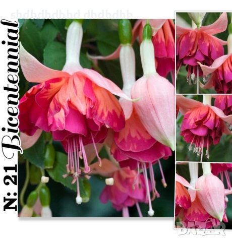 Каскадна Фуксия , снимка 10 - Градински цветя и растения - 54270784