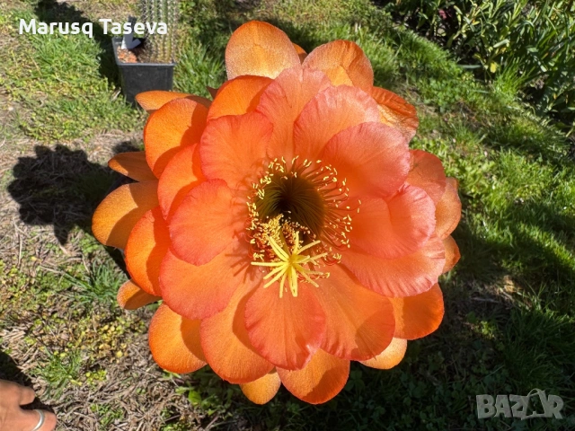 Книфофия и пампаска трева , снимка 4 - Градински цветя и растения - 54329437