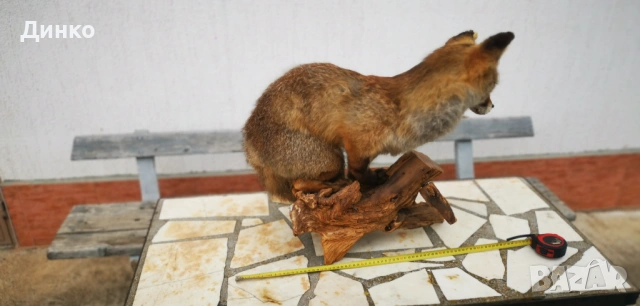 Препариран лисугер , снимка 3 - Други - 54149379