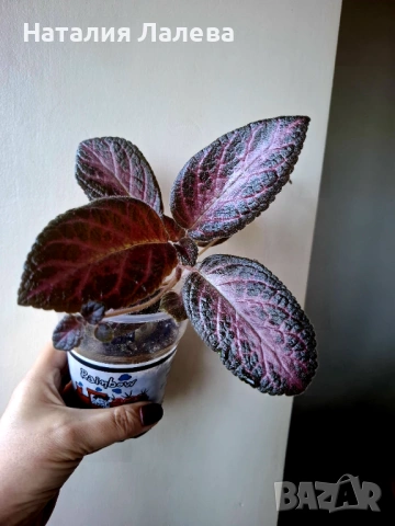 Еписция, episcia Jim's rose garden, снимка 3 - Стайни растения - 53294581
