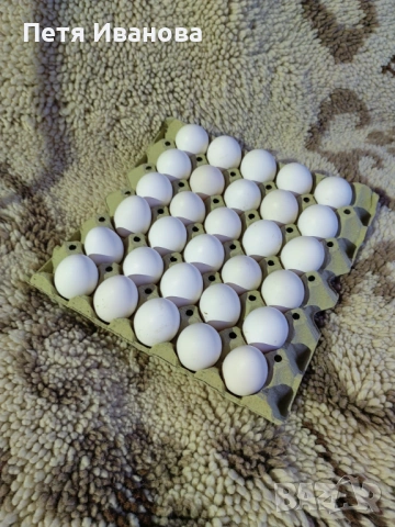 Домашни яйца