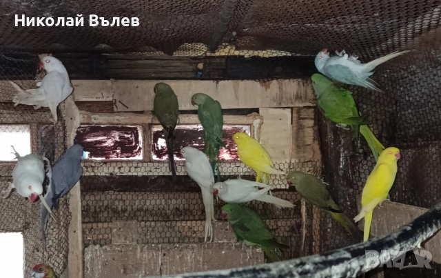 Малки александри 