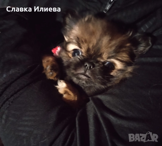 Малка ,сладка принцеса, снимка 2 - Пекинез - 54071408