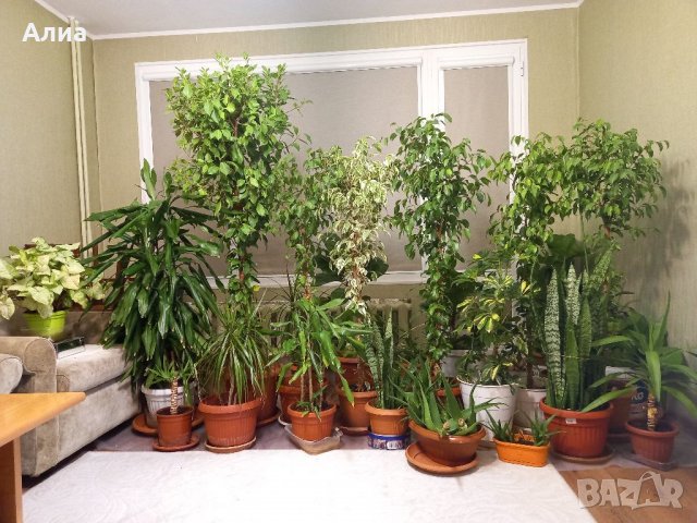 Външна юка, снимка 6 - Градински цветя и растения - 28765735