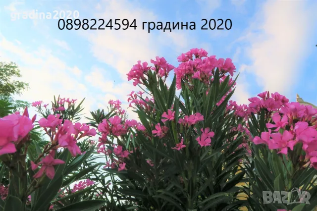 Олеандър - Зокум Налични 5 вида 