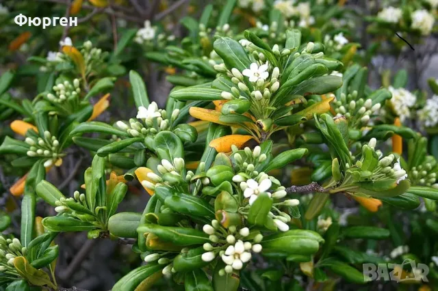 Питоспорум (Pittosporum) – Вечнозелена елегантност и неповторим аромат, снимка 3 - Разсади - 56240209