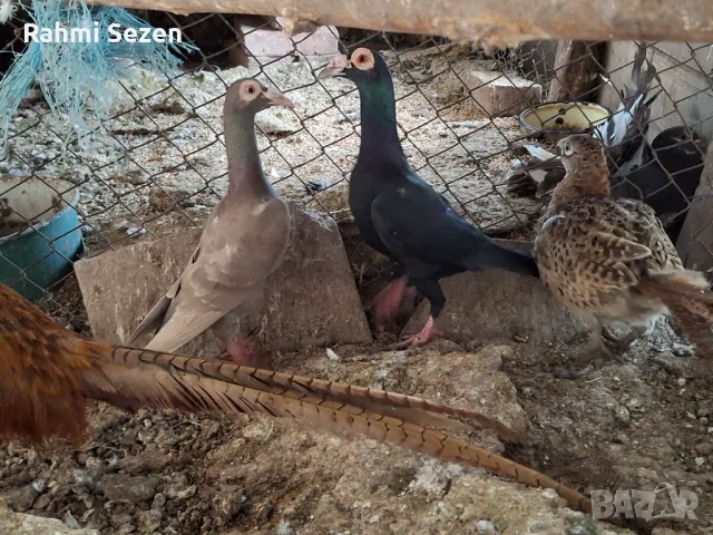 Английски кариери , снимка 1