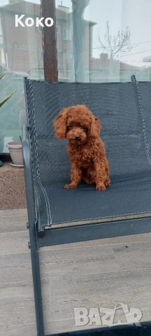 пудел Тийкъп/Той пудел за разплод , снимка 3 - Пудели - 51018130