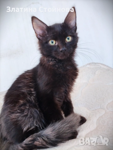 Таласъмчо търси любящи стопани и семейство, снимка 2 - Други - 52776678