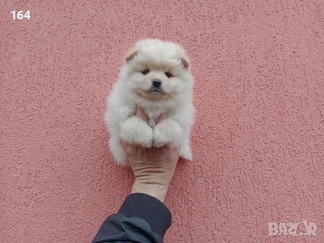 Бели и кремави Шпицлета. , снимка 2 - Шпиц - 53917516