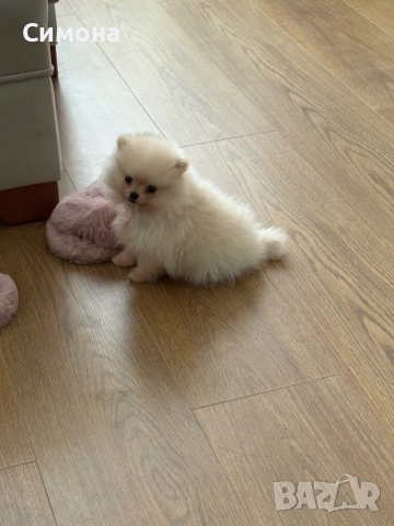 Продавам Мини Пумиран , снимка 2 - Померан - 52309847