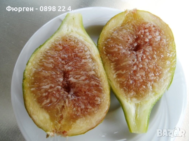 Смокиня „Брунсуик“ (Ficus carica ‘Brunswick’), снимка 3 - Разсади - 52356564