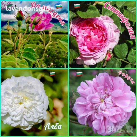 💟Лавандула🇧🇬Маслодайни Рози💞, снимка 7 - Разсади - 30787134