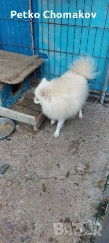 померан, снимка 2 - Шпиц - 53215752