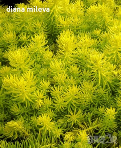Седум  Анджелина, Sedum rupestre Angelina