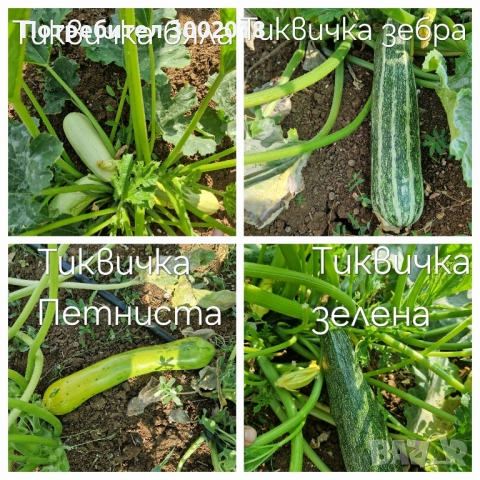 семена стари сортове , снимка 4 - Сортови семена и луковици - 51660347