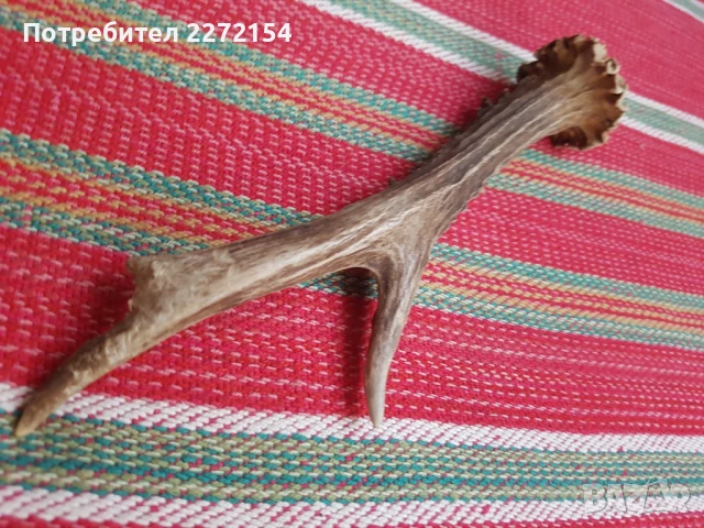 Рог от сръндак 