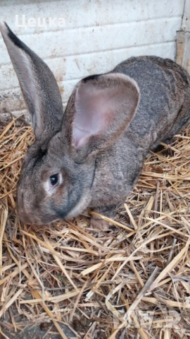 Продавам зайка, снимка 4 - Други - 52810039