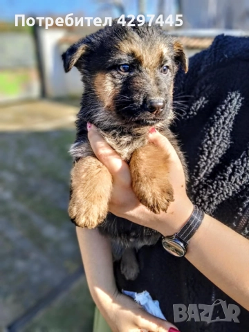 Малки немски овчарки 