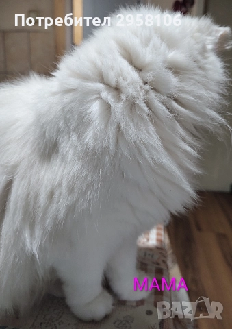 коте, бяло, сини очи, 5 мес., снимка 15 - Британска късокосместа - 52889766