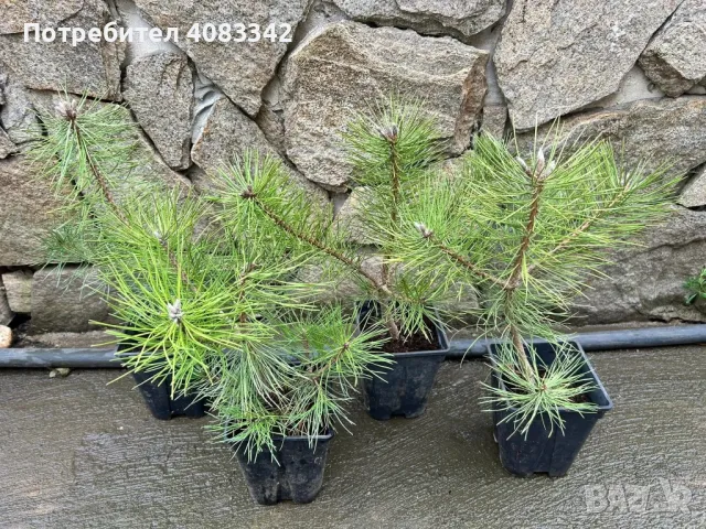 Черен Бор, снимка 2 - Градински цветя и растения - 49787531