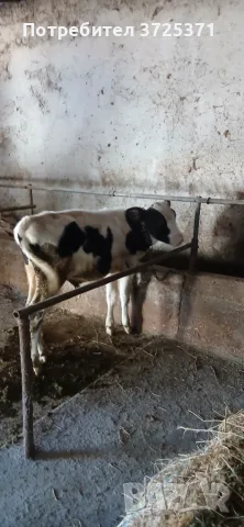 Продавам мъжко теле  