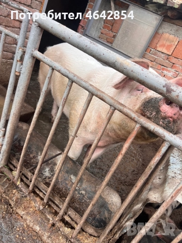 Мъжко прасе , снимка 3 - Прасета - 52307618
