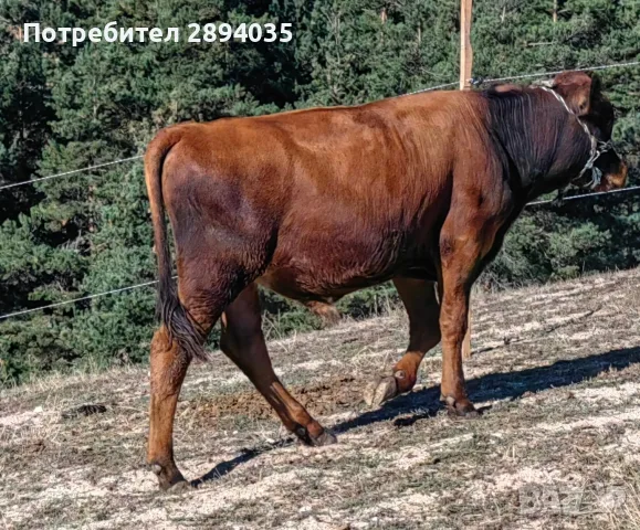 свободни телета от 20 дни до 2 години , снимка 13 - Крави - 55996835