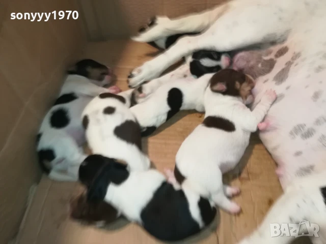 ДЖАК РЪСЕЛ 1908250701, снимка 17 - Джак ръсел териер - 51412033