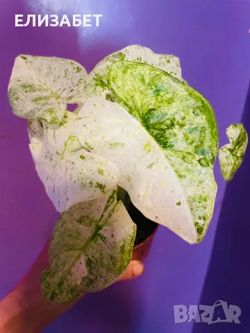 Alocazia alocazia