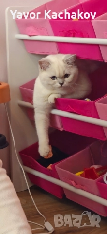 британска търси мъжки